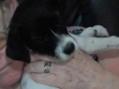 Cachorro raça SRD idade 2 a 6 meses nome Luly