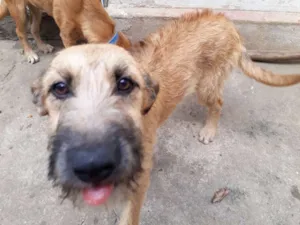 Cachorro raça Vira Lata idade 2 a 6 meses nome Sky