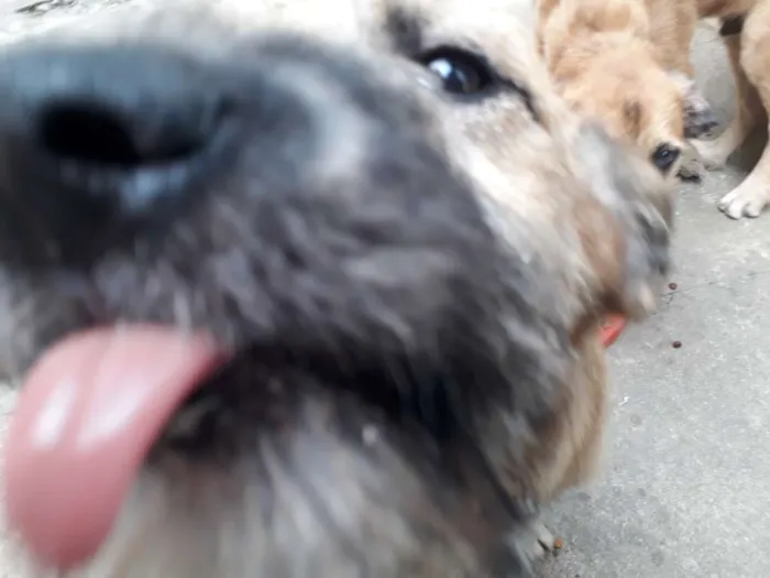 Cachorro ra a Vira Lata idade 2 a 6 meses nome Sky