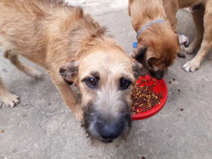 Cachorro ra a Vira Lata idade 2 a 6 meses nome Sky
