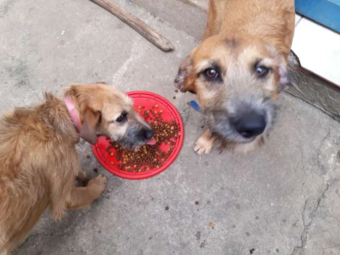 Cachorro ra a Vira Lata idade 2 a 6 meses nome Rider