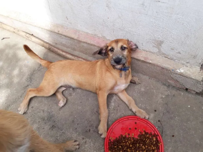 Cachorro ra a Vira Lata idade 2 a 6 meses nome Rider