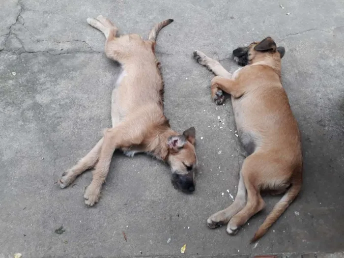 Cachorro ra a Vira Lata idade 2 a 6 meses nome Rider