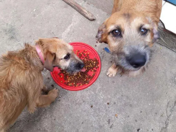 Cachorro ra a Vira Lata idade 2 a 6 meses nome Rider