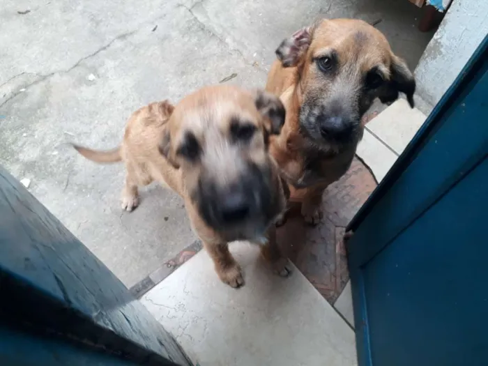 Cachorro ra a Vira Lata idade 2 a 6 meses nome Sky