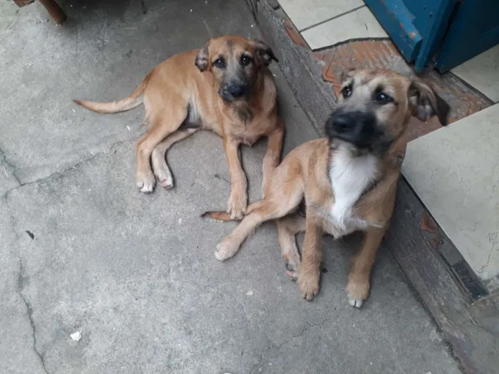 Cachorro ra a Vira Lata idade 2 a 6 meses nome Sky
