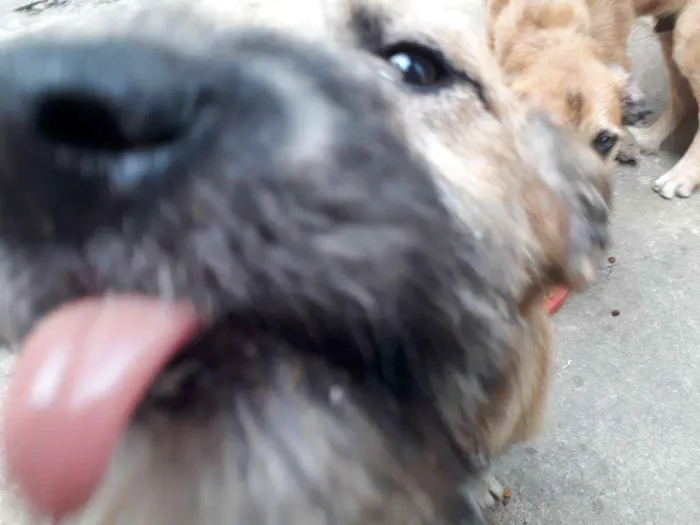 Cachorro ra a Vira Lata idade 2 a 6 meses nome Sky