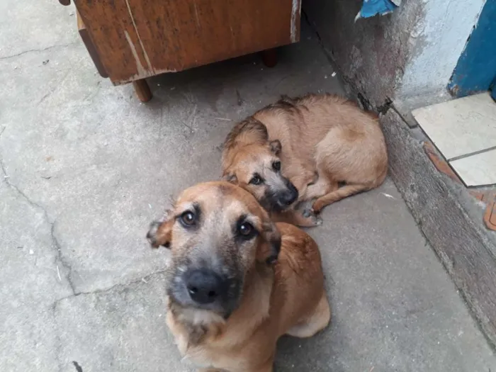 Cachorro ra a Vira Lata idade 2 a 6 meses nome Rider