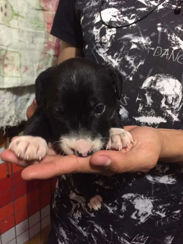 Cachorro ra a Vira lata  idade Abaixo de 2 meses nome Filhote 