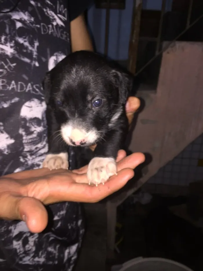 Cachorro ra a Vira lata  idade Abaixo de 2 meses nome Filhote 