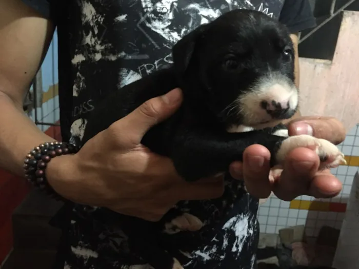 Cachorro ra a Vira lata  idade Abaixo de 2 meses nome Filhote 