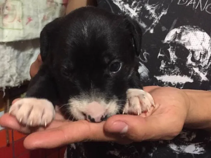 Cachorro ra a Vira lata  idade Abaixo de 2 meses nome Filhote 