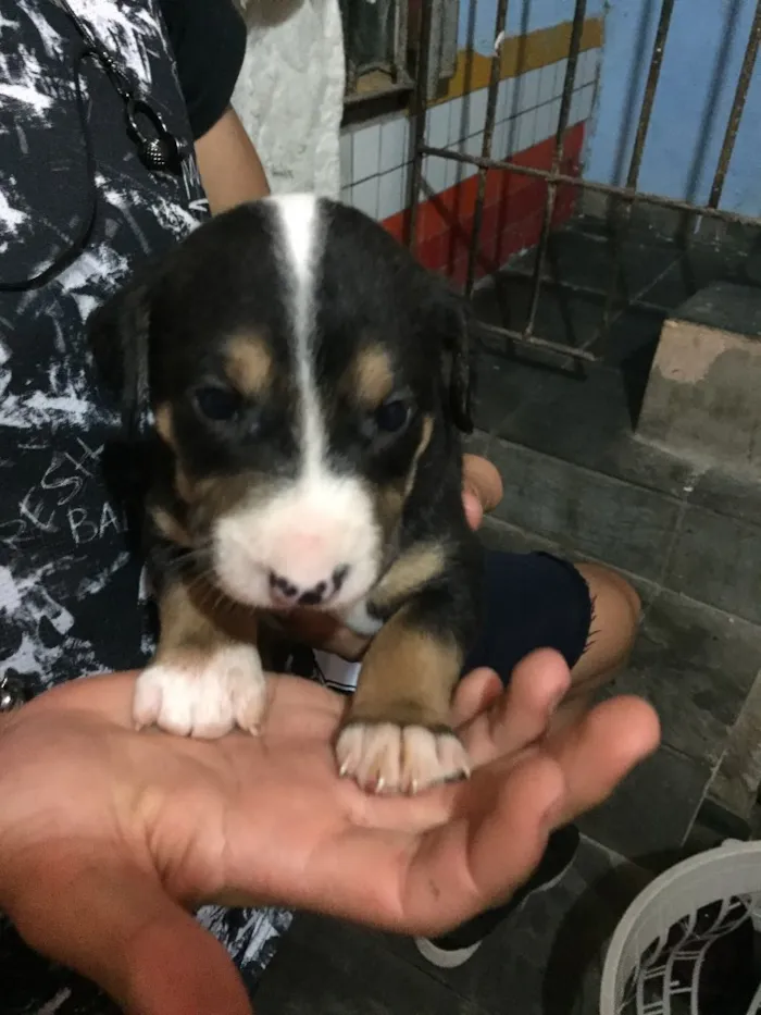 Cachorro ra a Vira lata  idade Abaixo de 2 meses nome Filhote