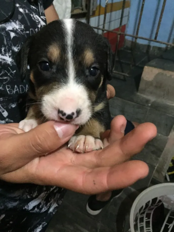 Cachorro ra a Vira lata  idade Abaixo de 2 meses nome Filhote