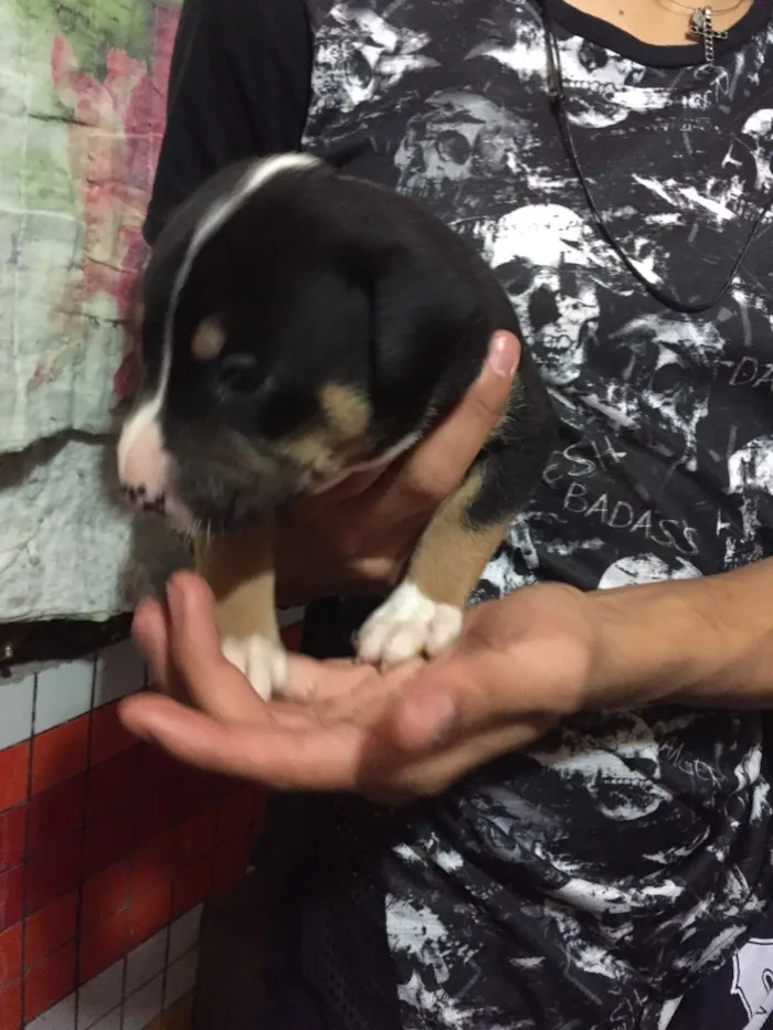 Cachorro ra a Vira lata idade Abaixo de 2 meses nome Filhote