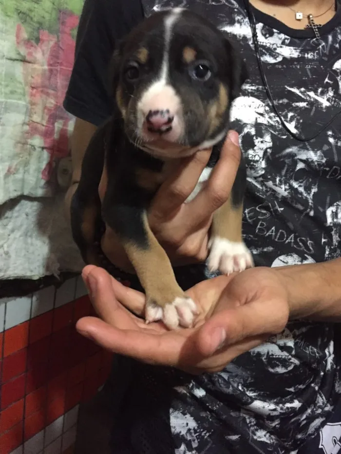 Cachorro ra a Vira lata idade Abaixo de 2 meses nome Filhote