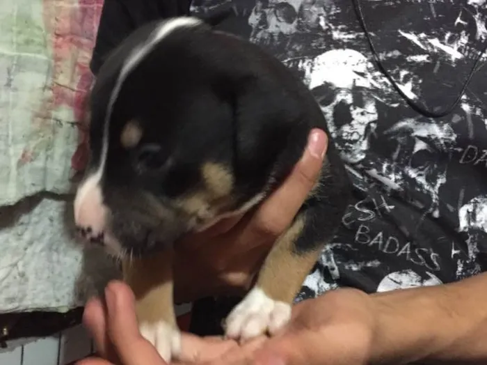 Cachorro ra a Vira lata idade Abaixo de 2 meses nome Filhote