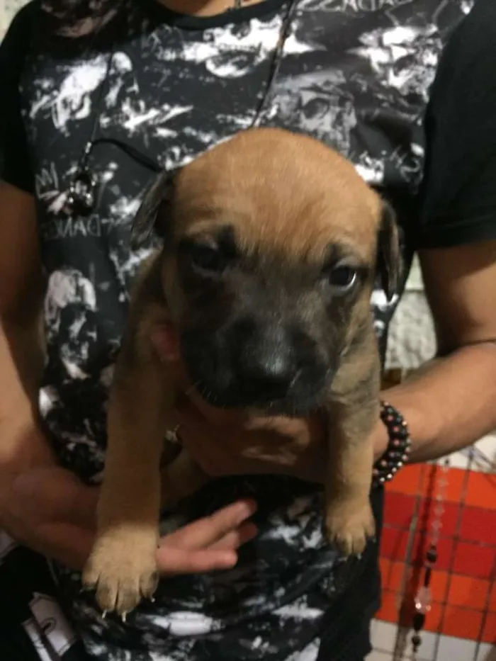 Cachorro ra a Vira lata  idade Abaixo de 2 meses nome Filhote