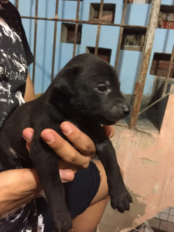 Cachorro ra a Vira lata  idade Abaixo de 2 meses nome Filhote