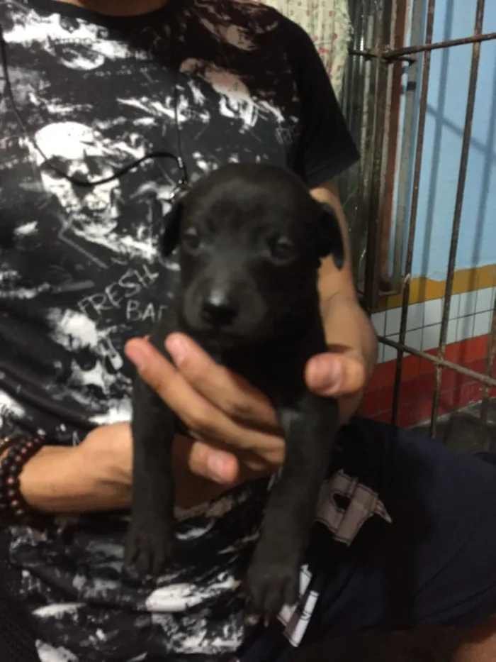Cachorro ra a Vira lata  idade Abaixo de 2 meses nome Filhote