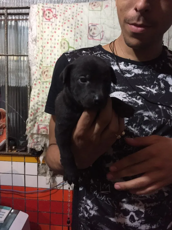 Cachorro ra a Vira lata  idade Abaixo de 2 meses nome Filhote