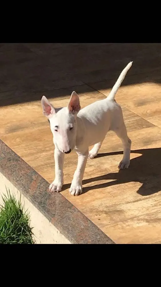 Cachorro ra a Bull terrier idade 2 a 6 meses nome Pandora