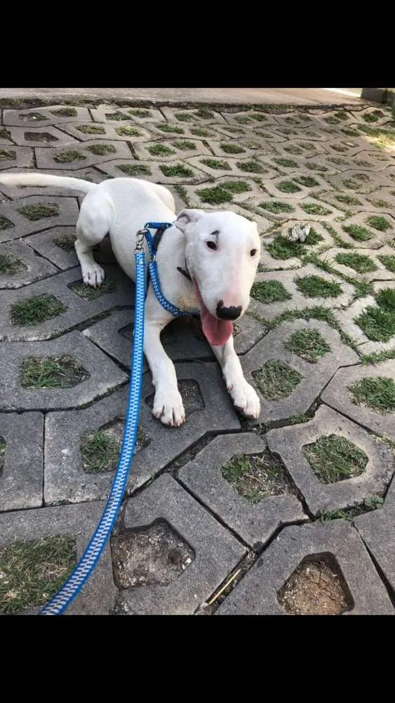 Cachorro ra a Bull terrier idade 2 a 6 meses nome Pandora