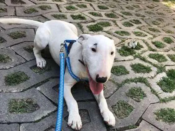 Cachorro ra a Bull terrier idade 2 a 6 meses nome Pandora