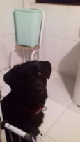 Cachorro raça Labrador  idade 7 a 11 meses nome Jackie 