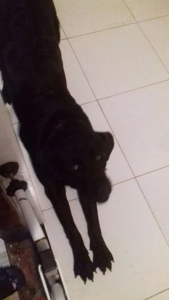 Cachorro raça Labrador  idade 7 a 11 meses nome Jackie 