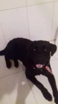 Cachorro raça Labrador  idade 7 a 11 meses nome Jackie 