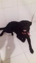 Cachorro raça Labrador  idade 7 a 11 meses nome Jackie 