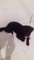 Cachorro raça Labrador  idade 7 a 11 meses nome Jackie 