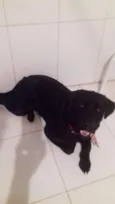Cachorro raça Labrador  idade 7 a 11 meses nome Jackie 