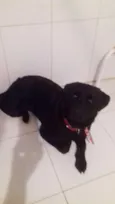 Cachorro raça Labrador  idade 7 a 11 meses nome Jackie 