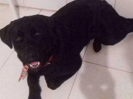 Cachorro raça Labrador  idade 7 a 11 meses nome Jackie 