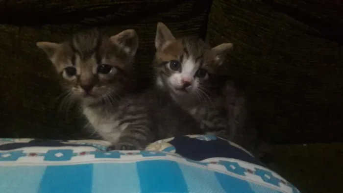 Gato raça Sem raça definida  idade 2 a 6 meses nome Sem nome