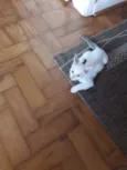 pedro polar rei