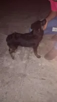 Cacau