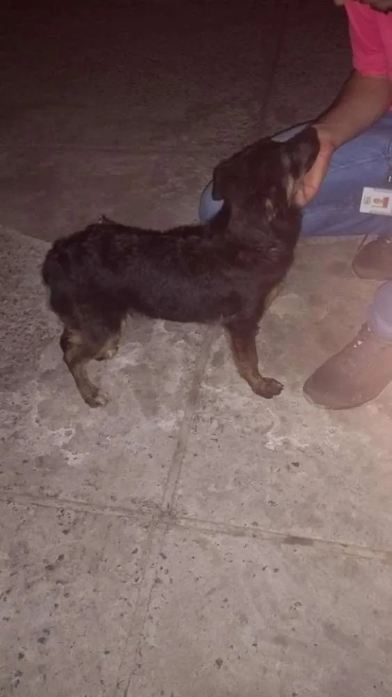 Cachorro ra a Srd idade 2 a 6 meses nome Cacau