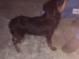 Cacau