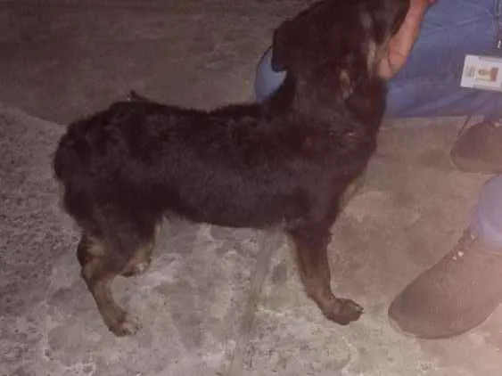 Cachorro ra a Srd idade 2 a 6 meses nome Cacau