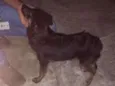 Cacau