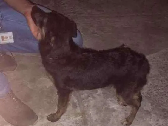 Cachorro ra a Srd idade 2 a 6 meses nome Cacau