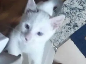 Gato raça  idade 2 a 6 meses nome pedro polar rei
