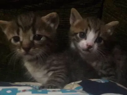Gato raça Sem raça definida  idade 2 a 6 meses nome Sem nome