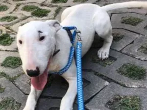 Cachorro raça Bull terrier idade 2 a 6 meses nome Pandora