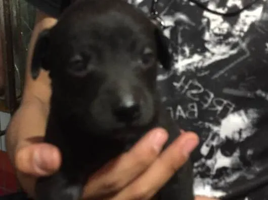 Cachorro ra a Vira lata  idade Abaixo de 2 meses nome Filhote