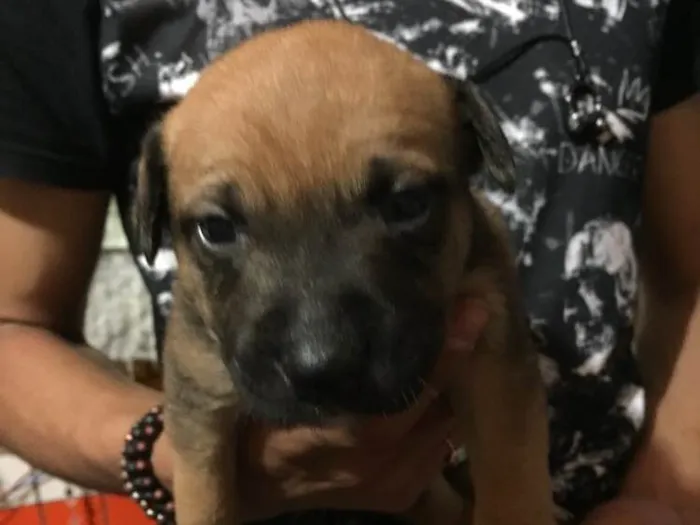 Cachorro ra a Vira lata  idade Abaixo de 2 meses nome Filhote