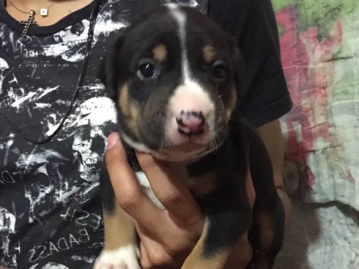 Cachorro ra a Vira lata idade Abaixo de 2 meses nome Filhote